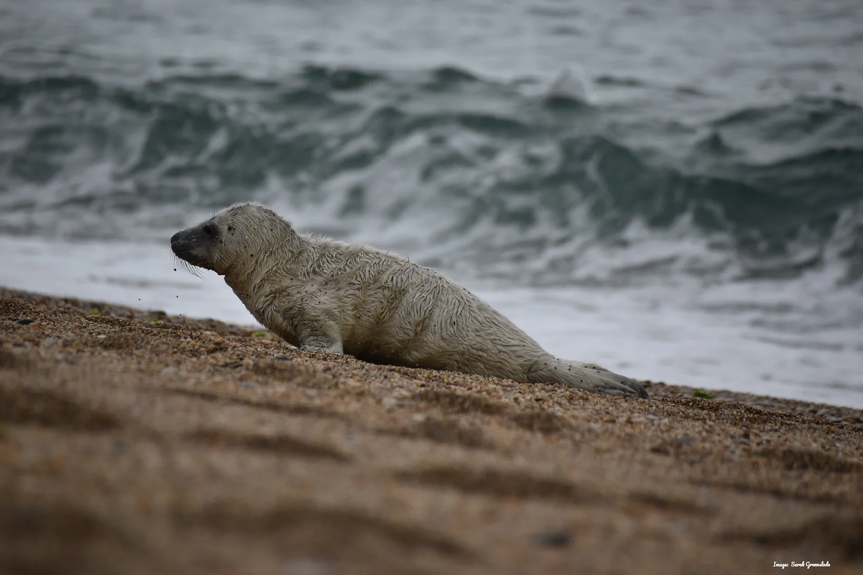 Seal Pup