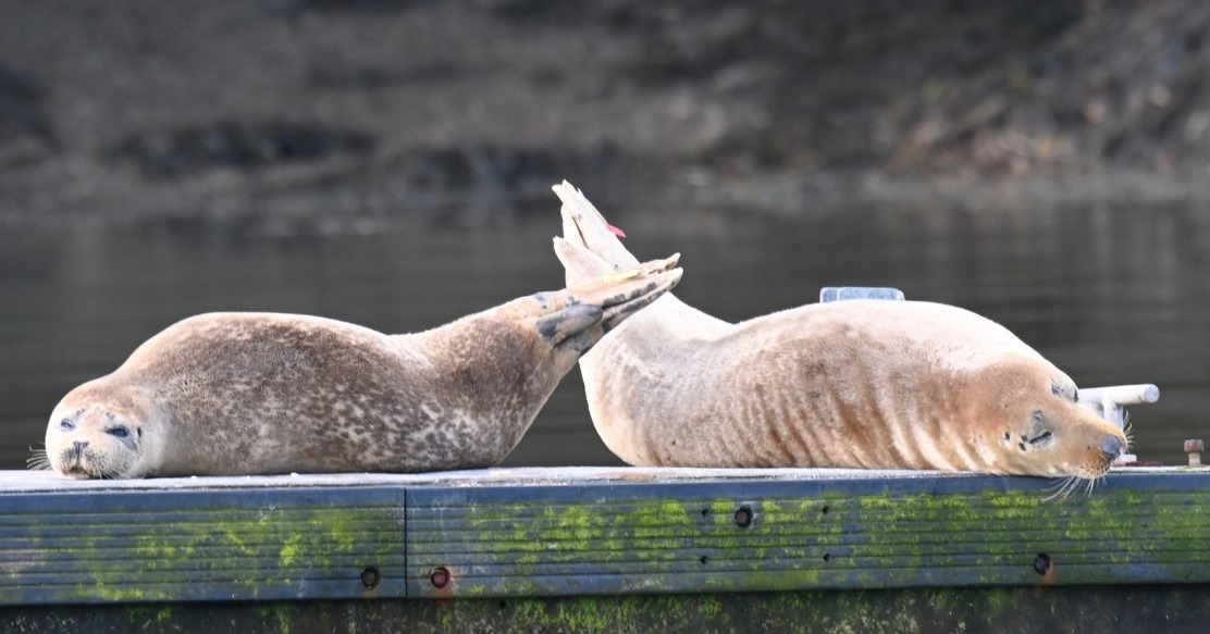 Tagged seals