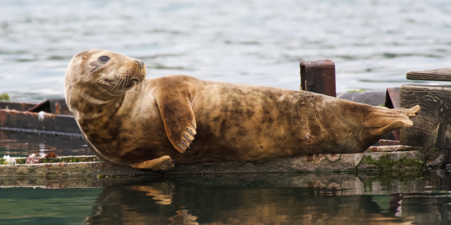 The Seal Project Gallery: Photograph 1