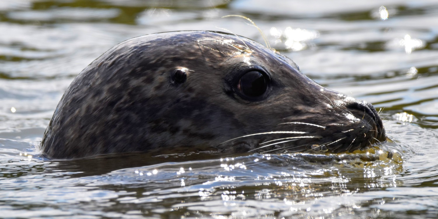 The Seal Project Gallery: Photograph 1