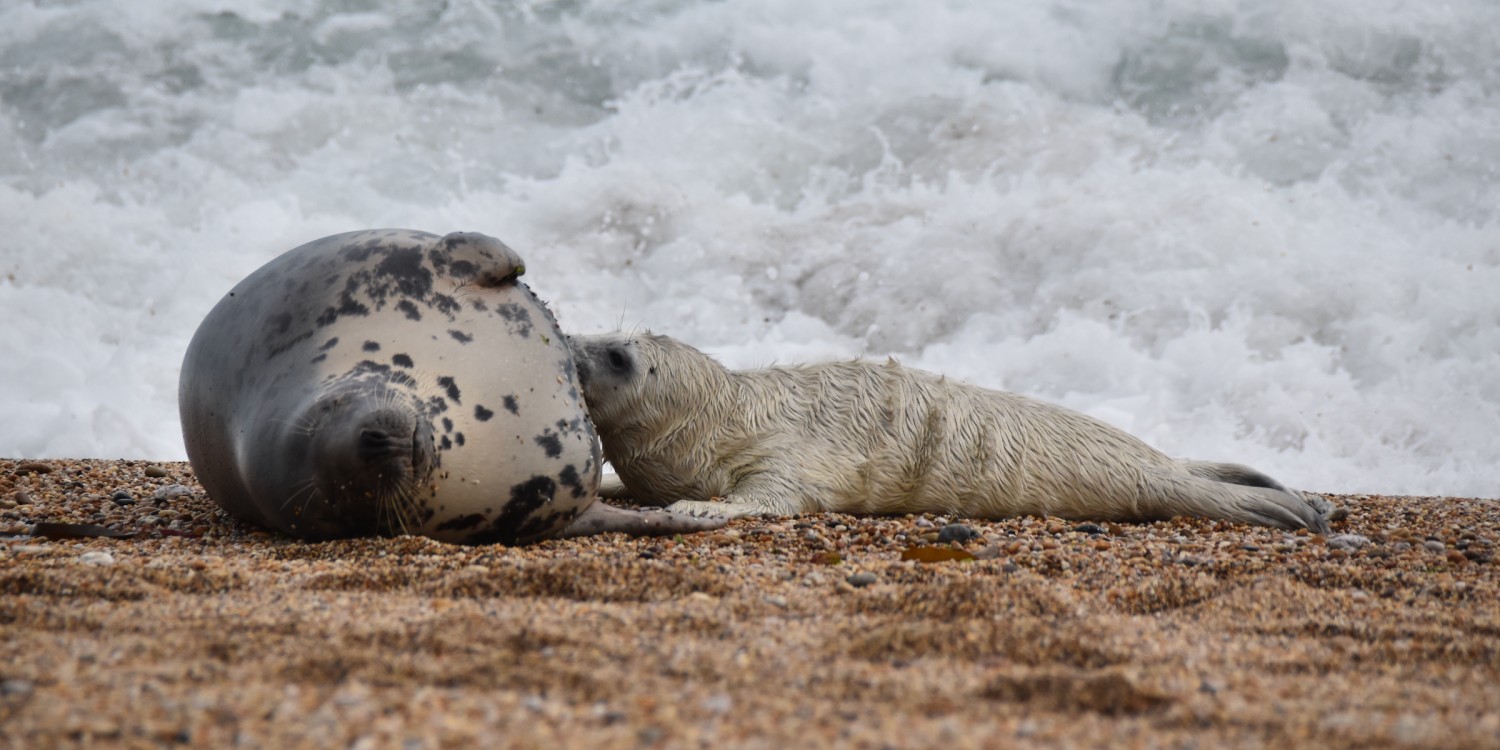 The Seal Project Gallery: Photograph 1