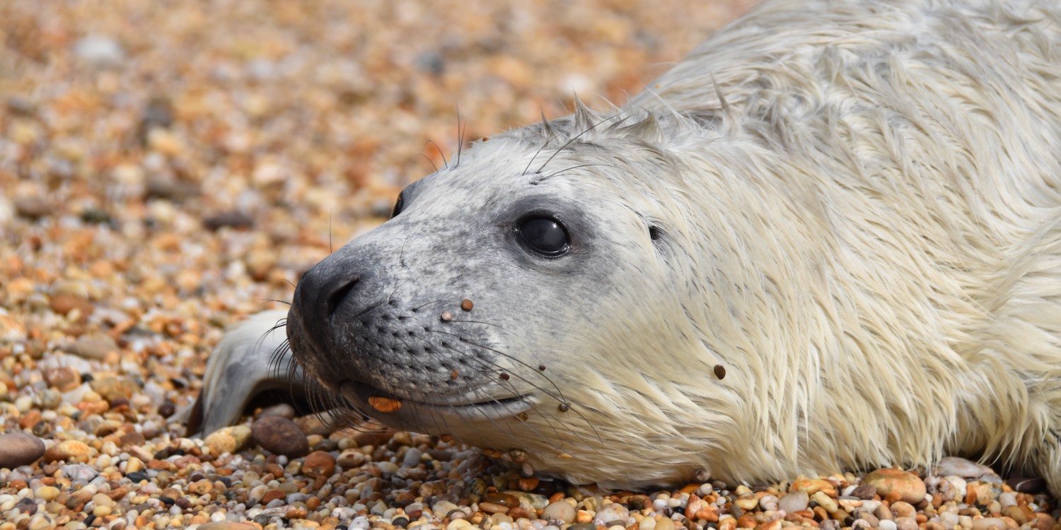 The Seal Project Gallery: Photograph 1