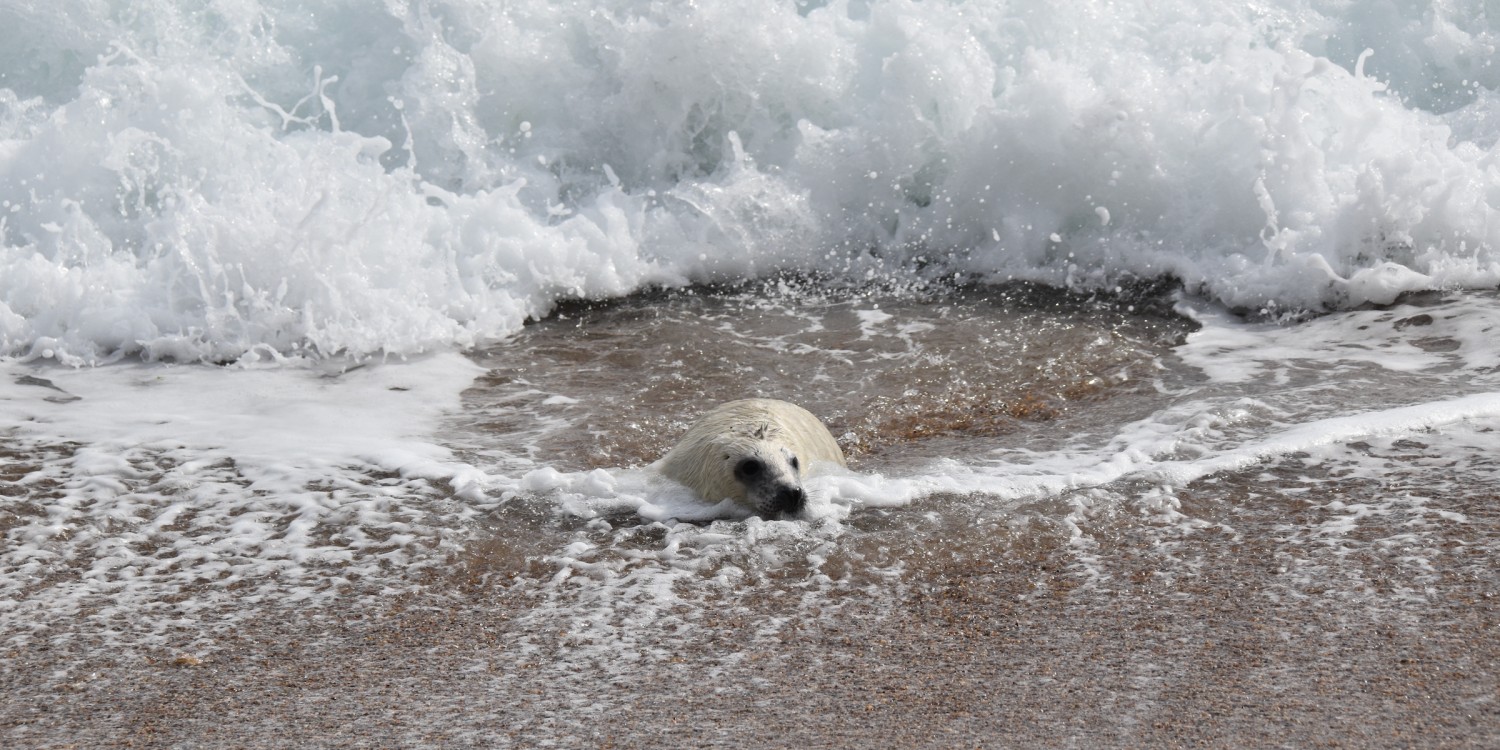 The Seal Project Gallery: Photograph 1