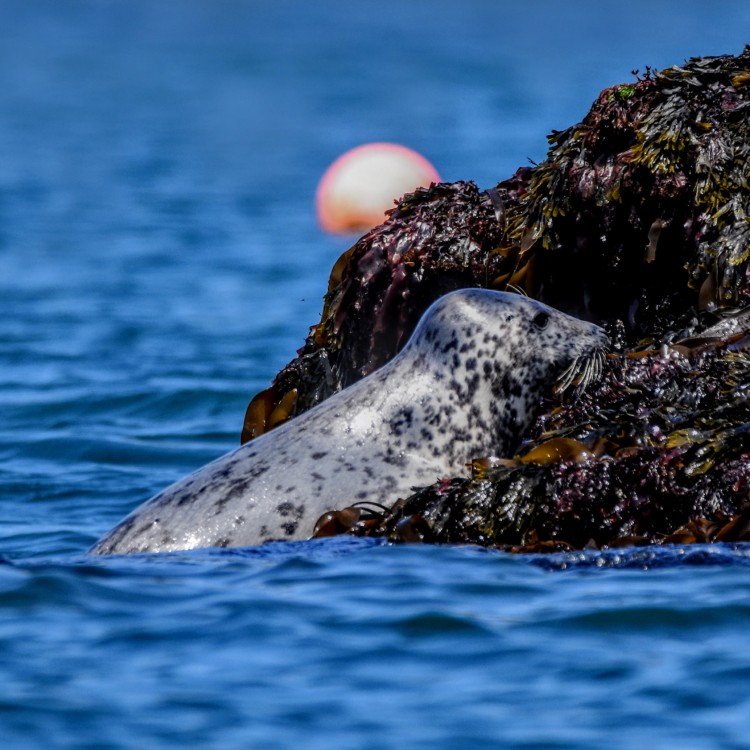 The Seal Project Gallery: Photograph 1