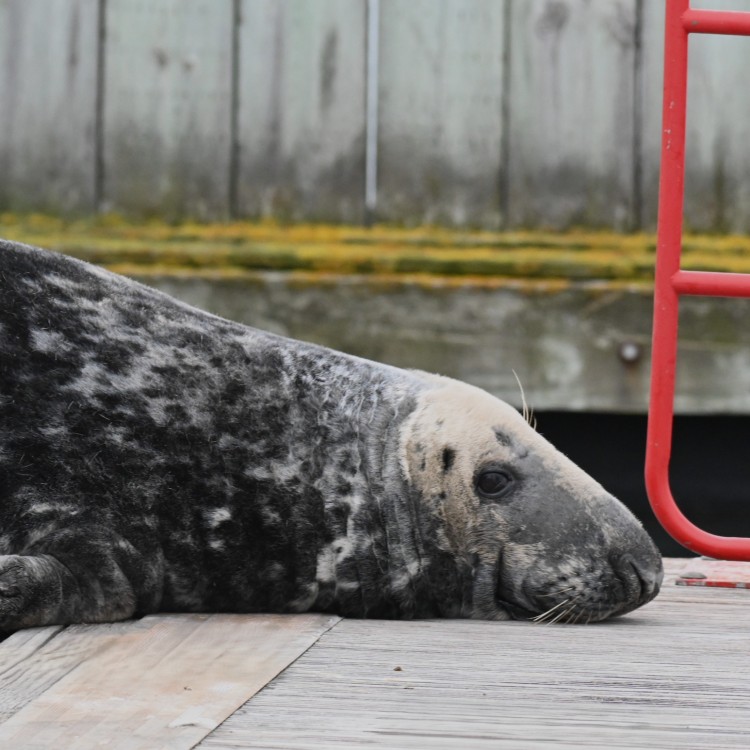 The Seal Project Gallery: Photograph 1