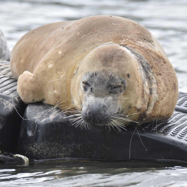 Tangles the Seal - The Seal Project