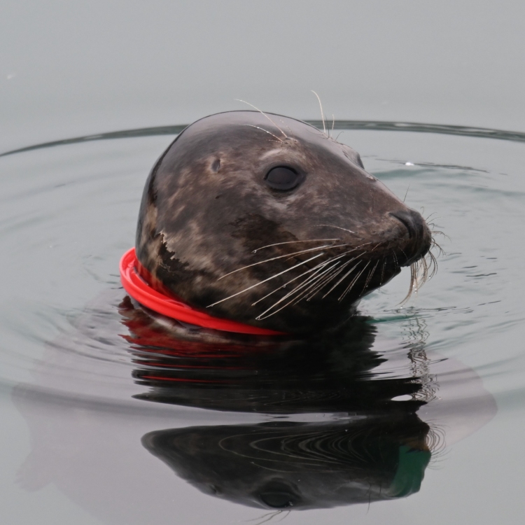 Jack Sparrow the Seal - The Seal Project