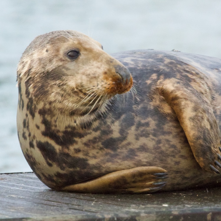 Tangles the Seal - The Seal Project