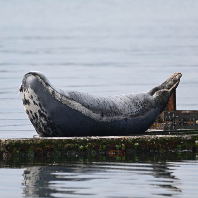 The Seal Project Gallery: Photograph 1