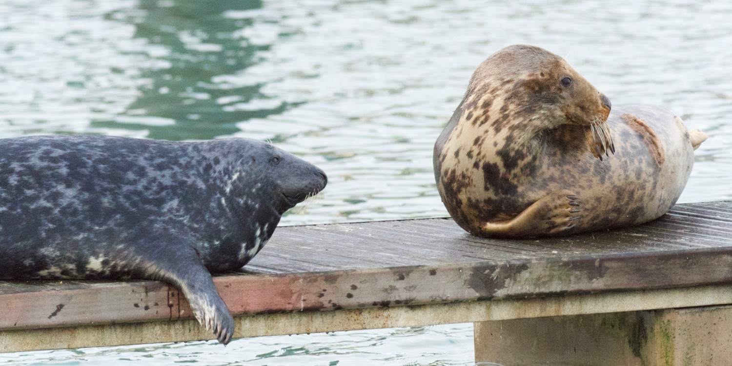 The Seal Project Gallery: Photograph 1