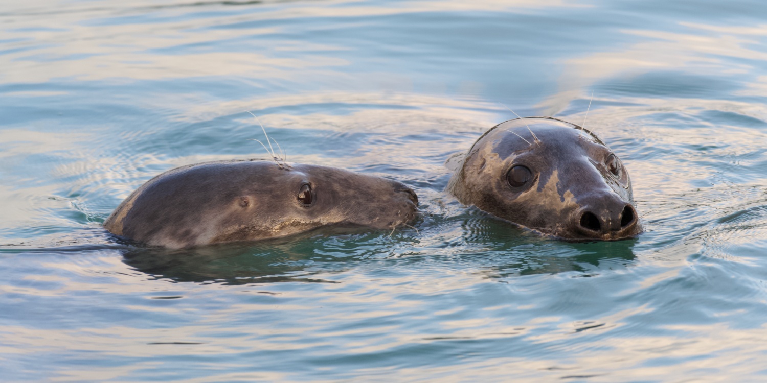 The Seal Project Gallery: Photograph 1