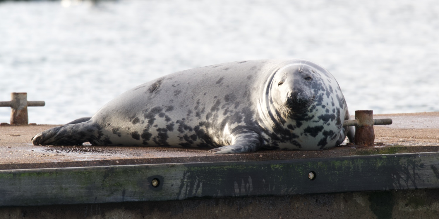 The Seal Project Gallery: Photograph 1