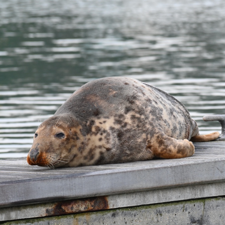 The Seal Project Gallery: Photograph 1