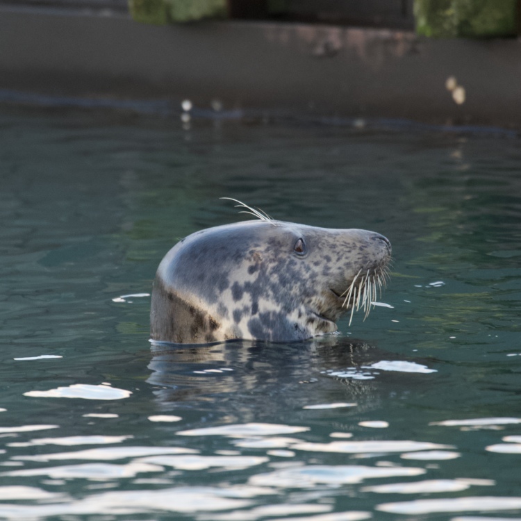 The Seal Project Gallery: Photograph 1