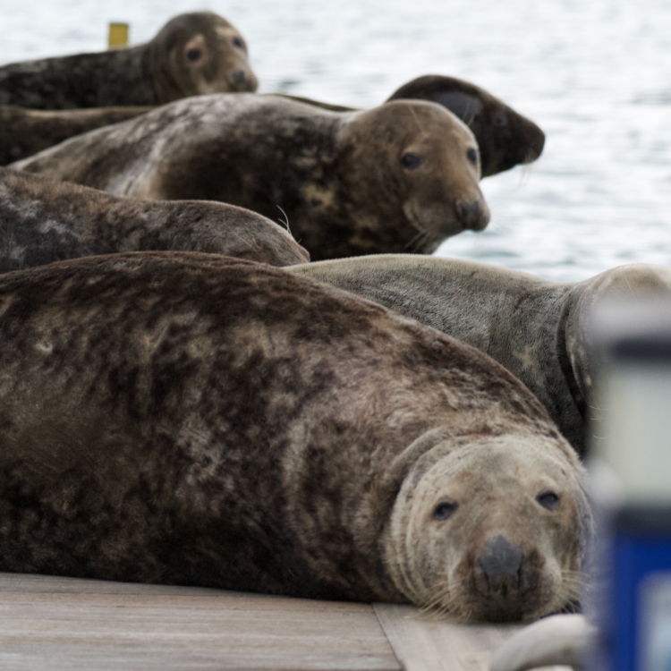 The Seal Project Gallery: Photograph 1