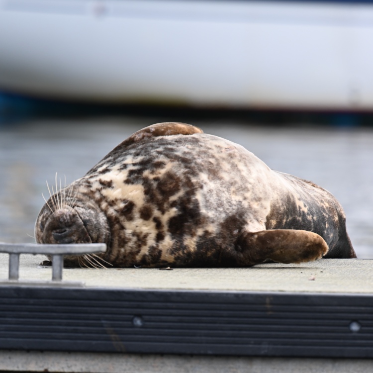 The Seal Project Gallery: Photograph 2
