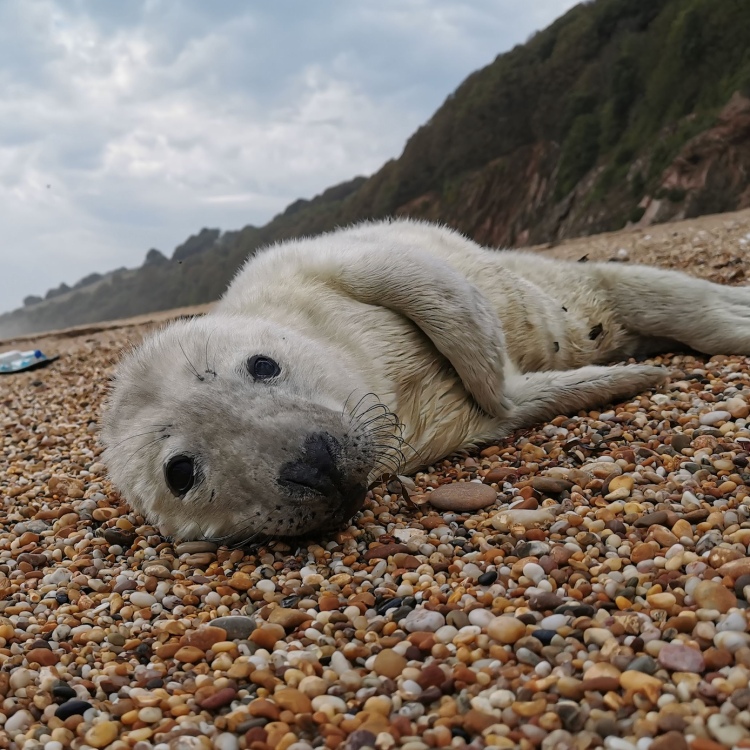 The Seal Project Gallery: Photograph 3