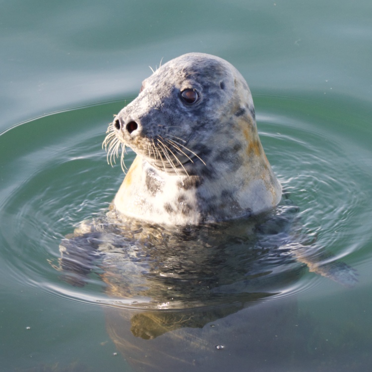 The Seal Project Gallery: Photograph 2